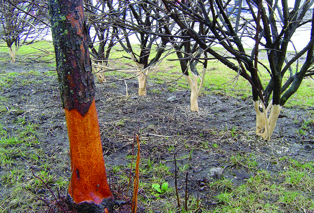 Trees damaged by vole
